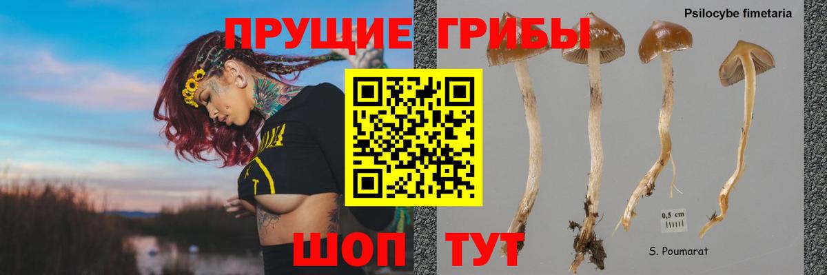 Галлюциногенные грибы Psilocybe Шарыпово